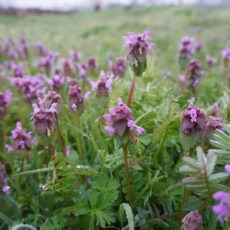 Elena's House Apartmán *