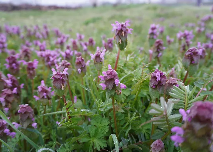 Elena's House 公寓 *